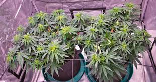 Exploring the Fat Bastard Strain A Comprehensive Guide Exploring the Fat Bastard Strain A Comprehensive Guide