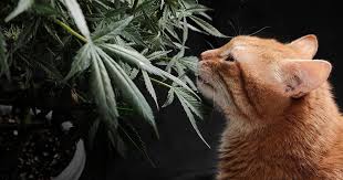 Exploring the Fat Bastard Strain A Comprehensive Guide Exploring the Fat Bastard Strain A Comprehensive Guide