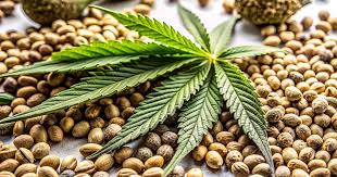 Discovering Marijuana Seeds in Maryland Your Ultimate Guide Discovering Marijuana Seeds in Maryland Your Ultimate Guide